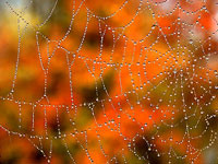 Как отпраздновать 1 сентября - идеи для домашнего праздника