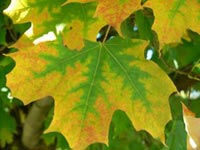 История праздника – День знаний (1 сентября)