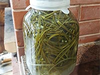 Солёные чесночные стрелки