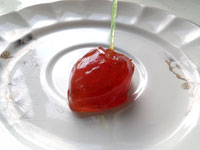 Тянучка рябиновая