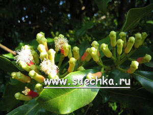 Плоды гвоздичного дерева