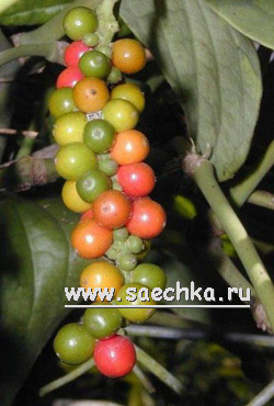 Перец черный (гроздь)
