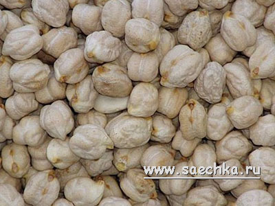 cicer arietinum