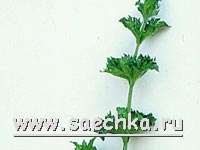 Мята курчавая