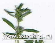 Чабер (кондари)